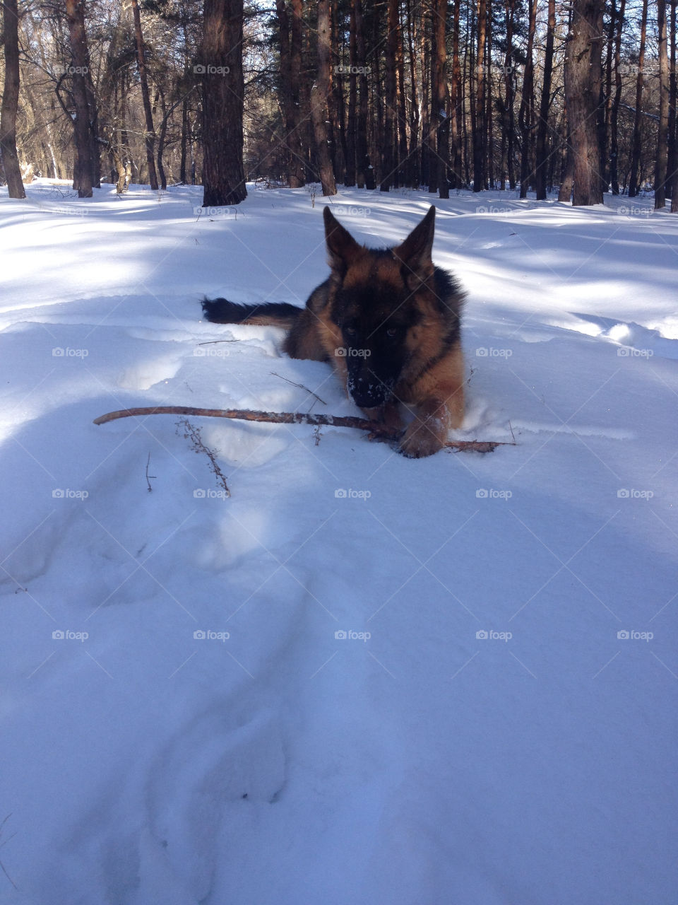 Young shepherd playing on the snow