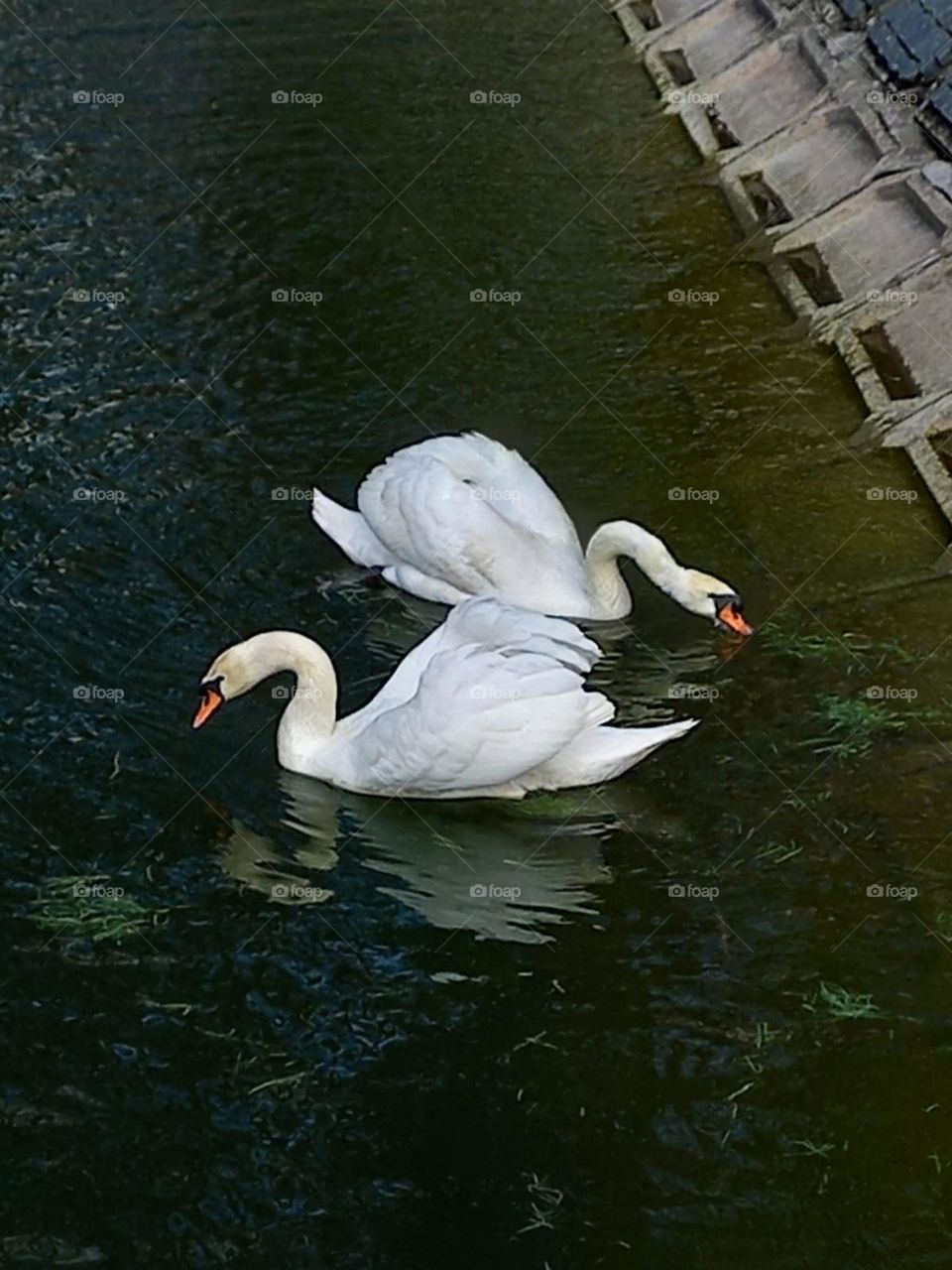 The swan flies on two wings - the wings of knowledge and action. If he has only one wing, then it will be useless, since the swan will not be able to fly.