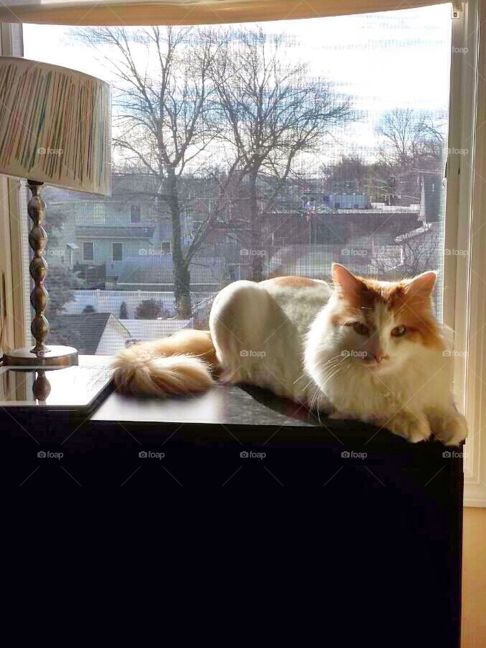 Cat on the cabinet