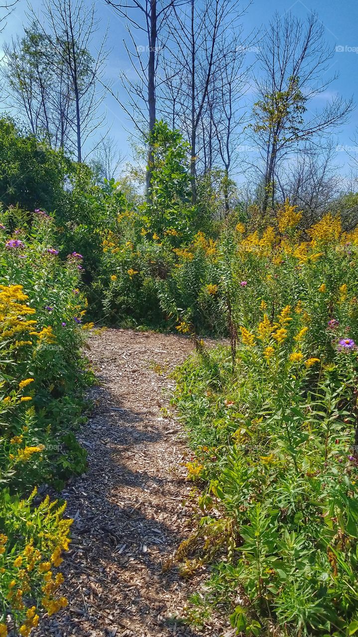 Pathway