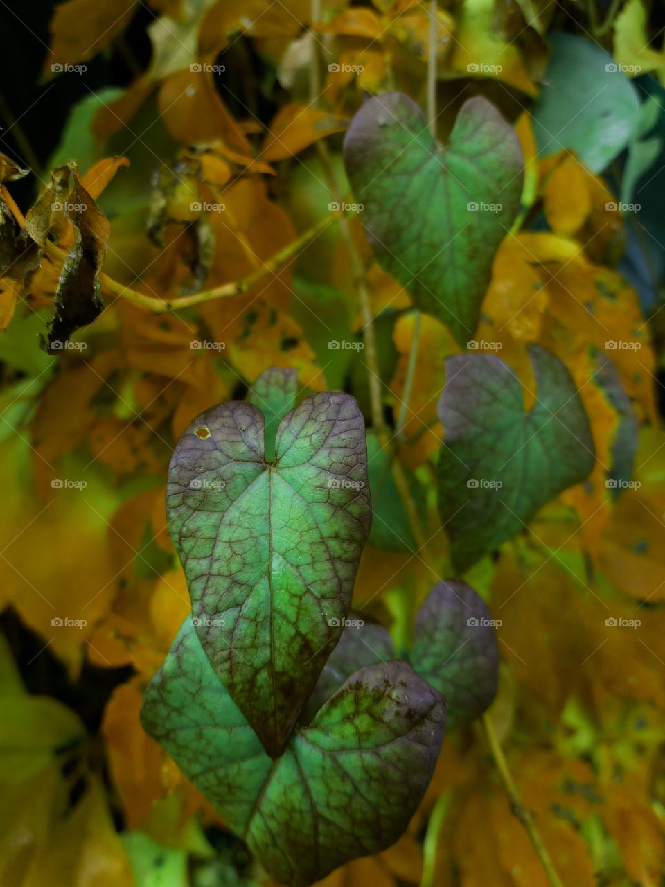 Magical  fall leaves