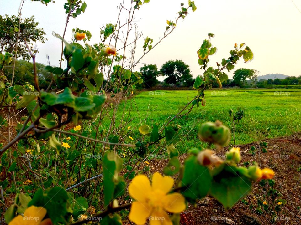 flowers and nature 