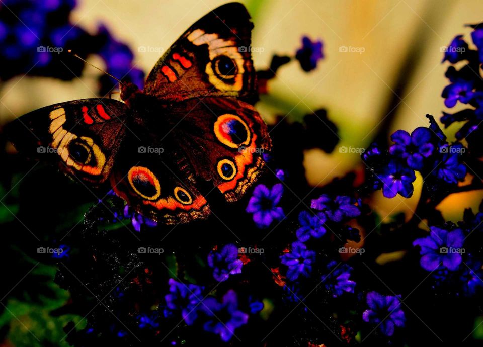 Technicolor butterfly
