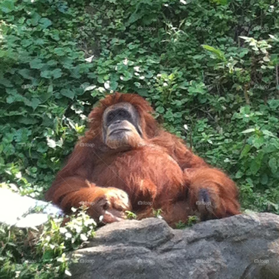 Chilled Orangutan . Calm, serene, adorable orangutan at the zoo