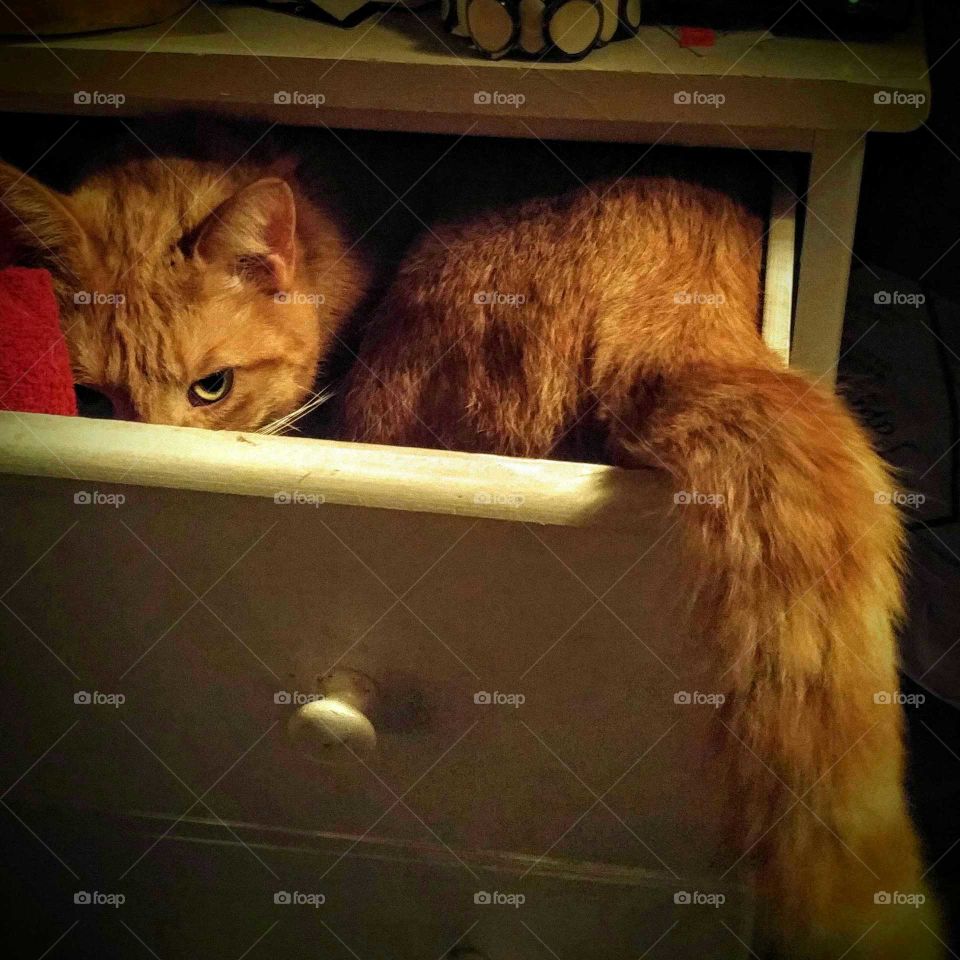 I'm not napping  in your underwear drawer