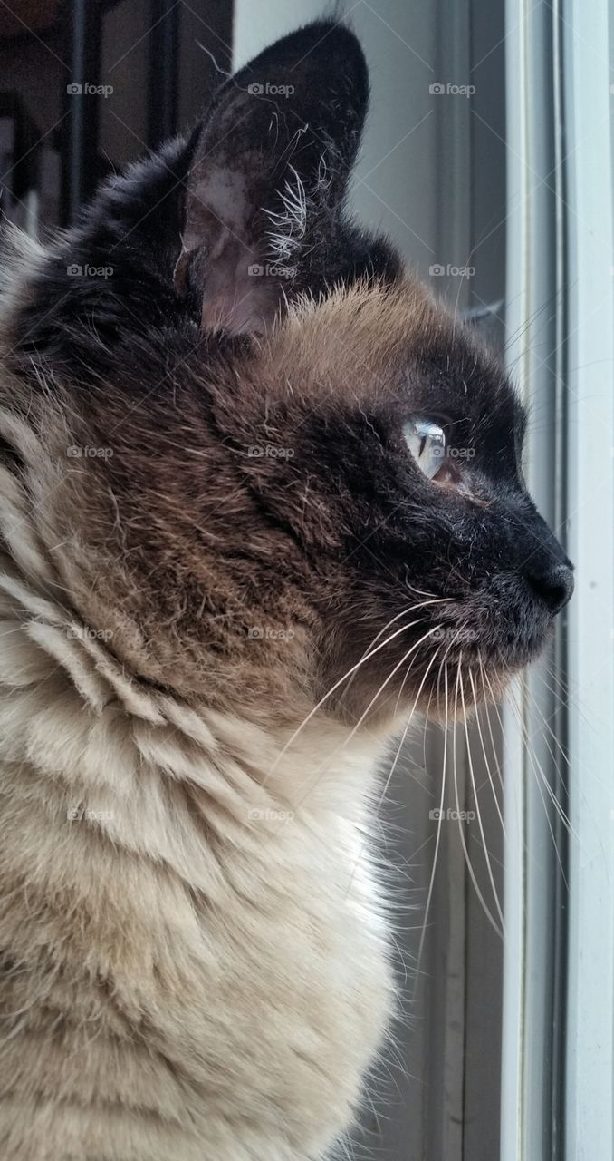 blue eye cat looking outside