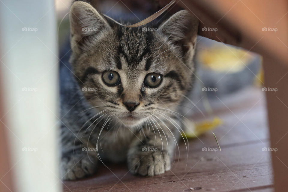 Kitten looking at camera