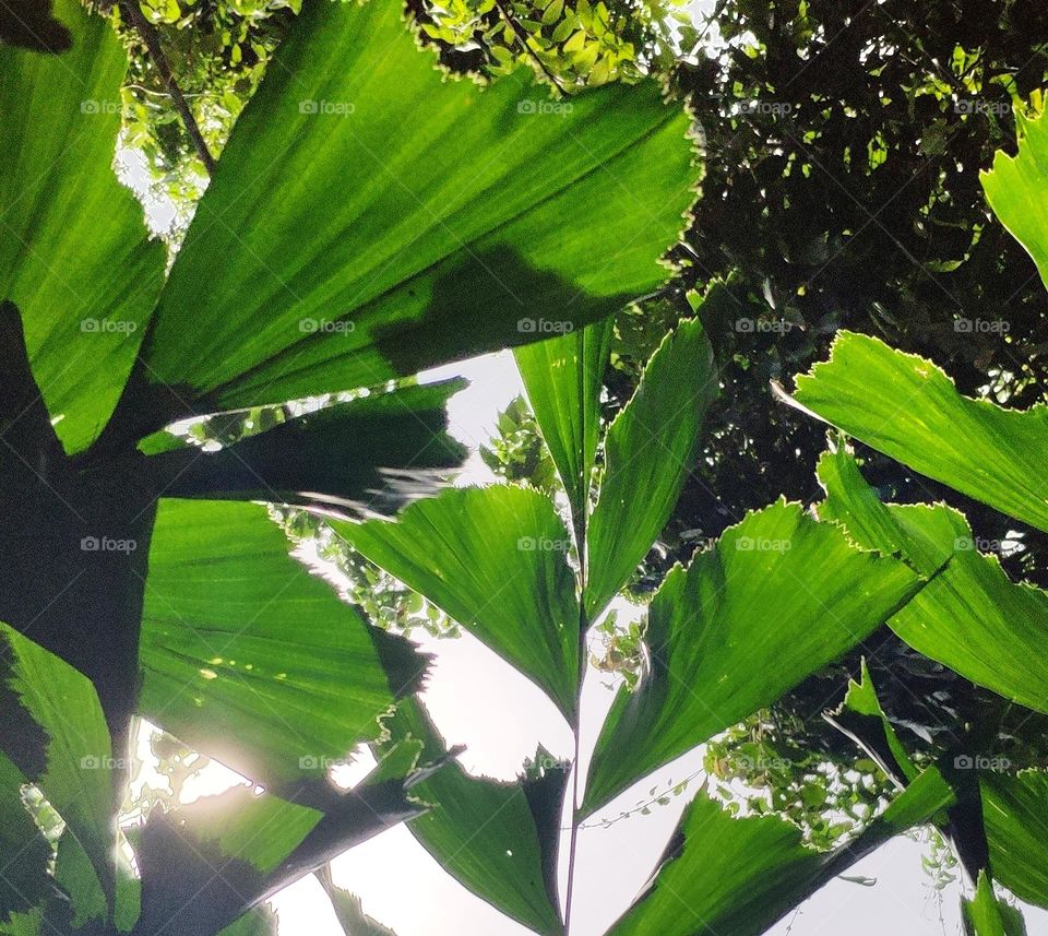 These leaves look unusual and unique, seem have been cut off but its natural. This is the leaves of Fishtail Palm (Caryota Mitis) plant captured from the tropical forest.