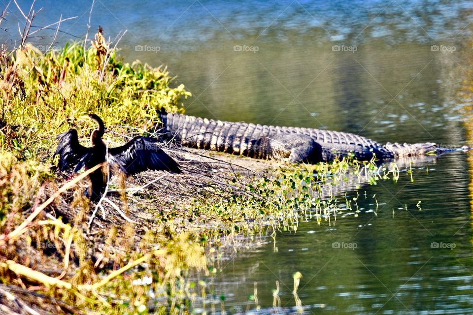 Bird flashing alligator 😂 lol