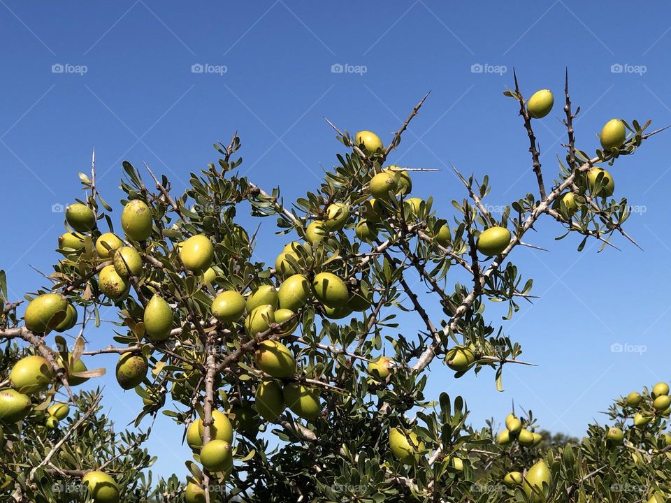 Beautiful seed of argania spinosa tree in spring 