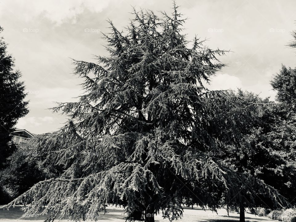 Some most beautiful trees in a park in Exeter, Devon, UK. This is the first of two versions. Do you prefer this presentation in black and white, or the colored photo that follows this one.