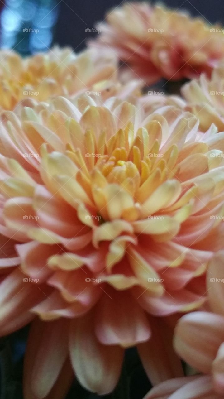 Close-up of mum's