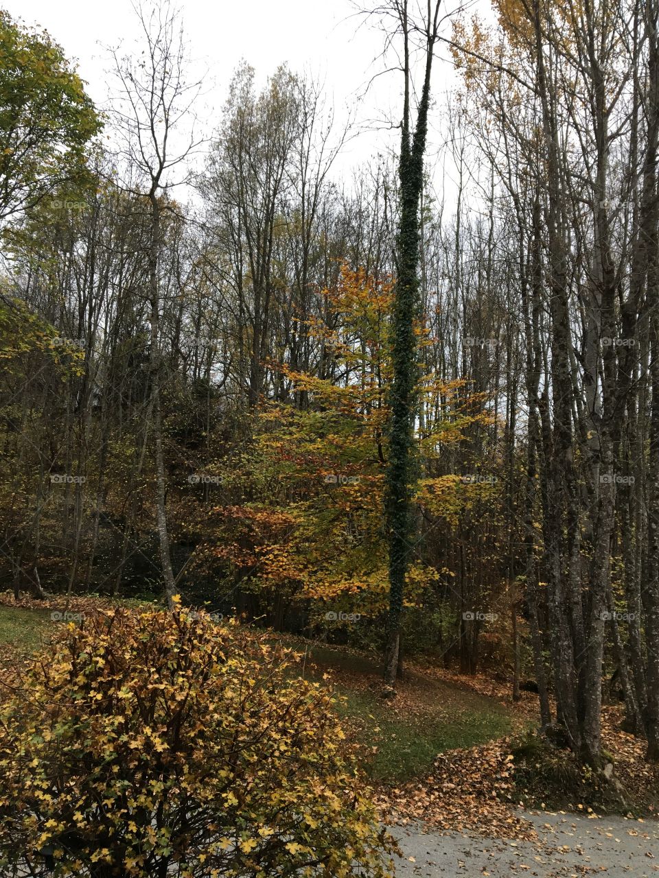 Fall outside my window