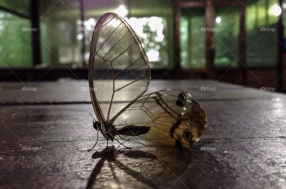 Close-up of transparent insect wing