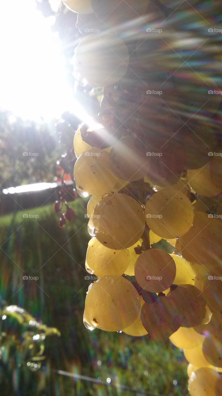 grape fruit in the sun