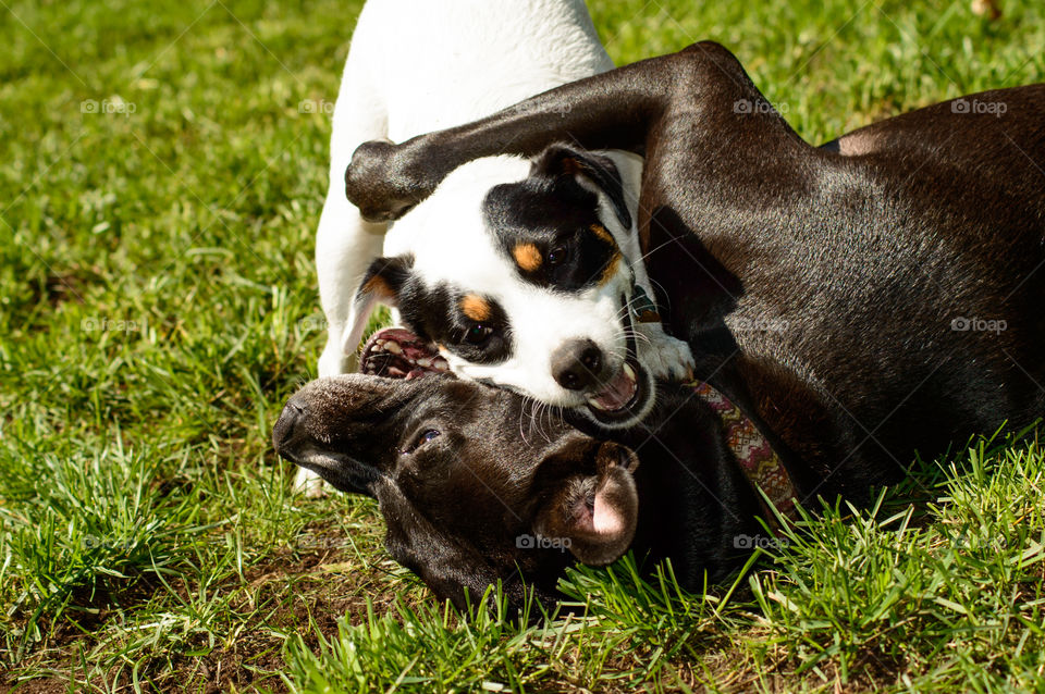 Two best friend happy dogs hugging and playing in grass on a sunny summer day conceptual animal behavior, love and friendship portrait photography 