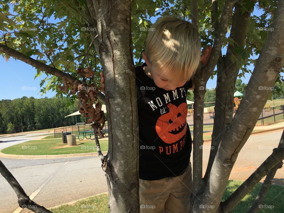 Mommy' s pumpkin in a tree 