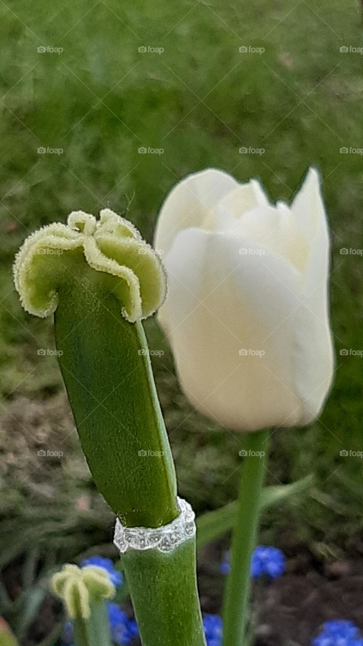 spring colors - flowers come out of the ground, shyly show their beauty, tulip with delicate petals and pistil, white and green