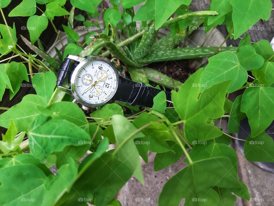 A black watch for men on the green bushes.