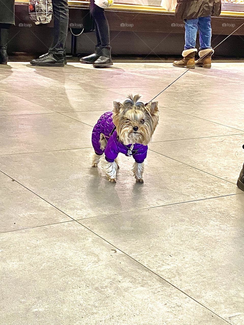 A yorkie in the store with a ponytail on his forehead.