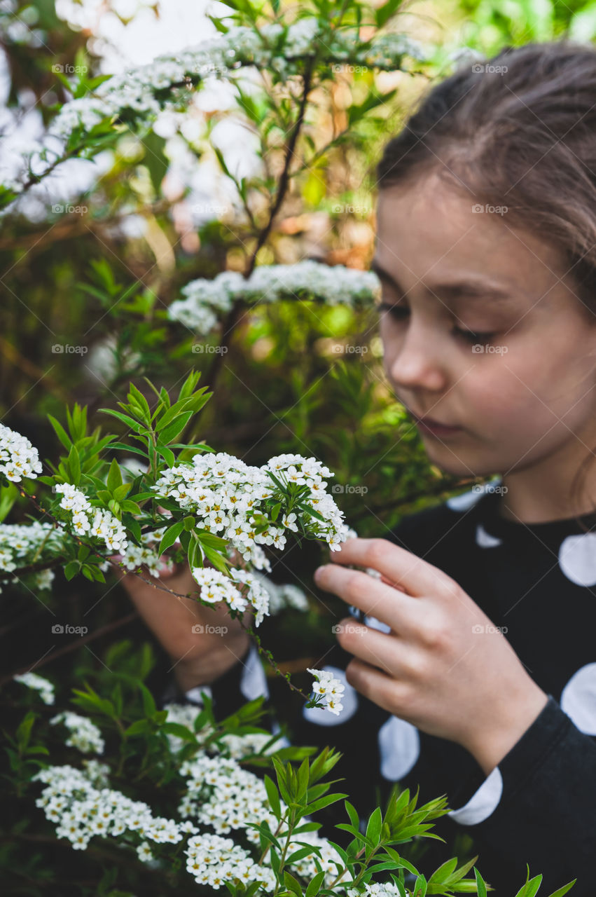 Young girl admiring tiny white spring flowers in her garden. Spirsea Arguta known as Bridal Wreath.