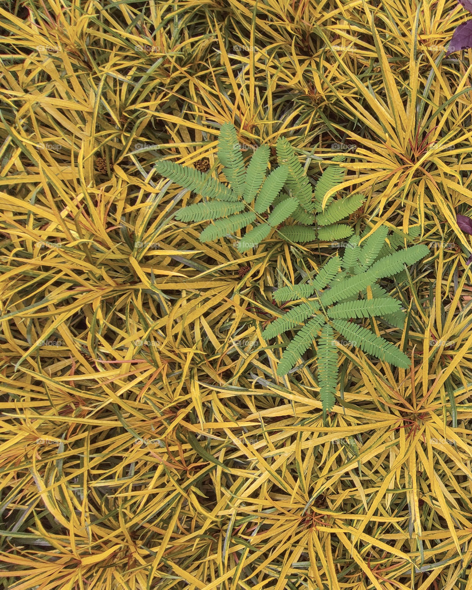 wild plants grow among the bushes