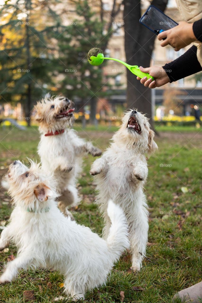 The dog playing with a ball