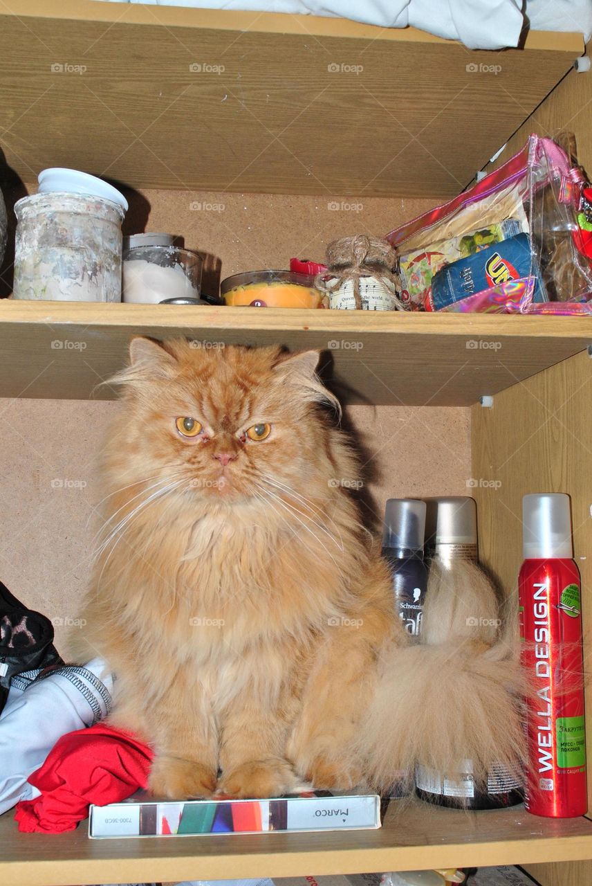 The Master of the Pantry