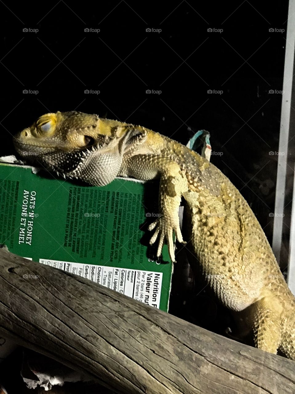 My Bearded Dragon found an interesting position to sleep. With his head balanced on the top of the box & his body just hanging off the end you wouldn’t think he’d be comfortable but he was fast asleep even when I turned on the light to get a picture!