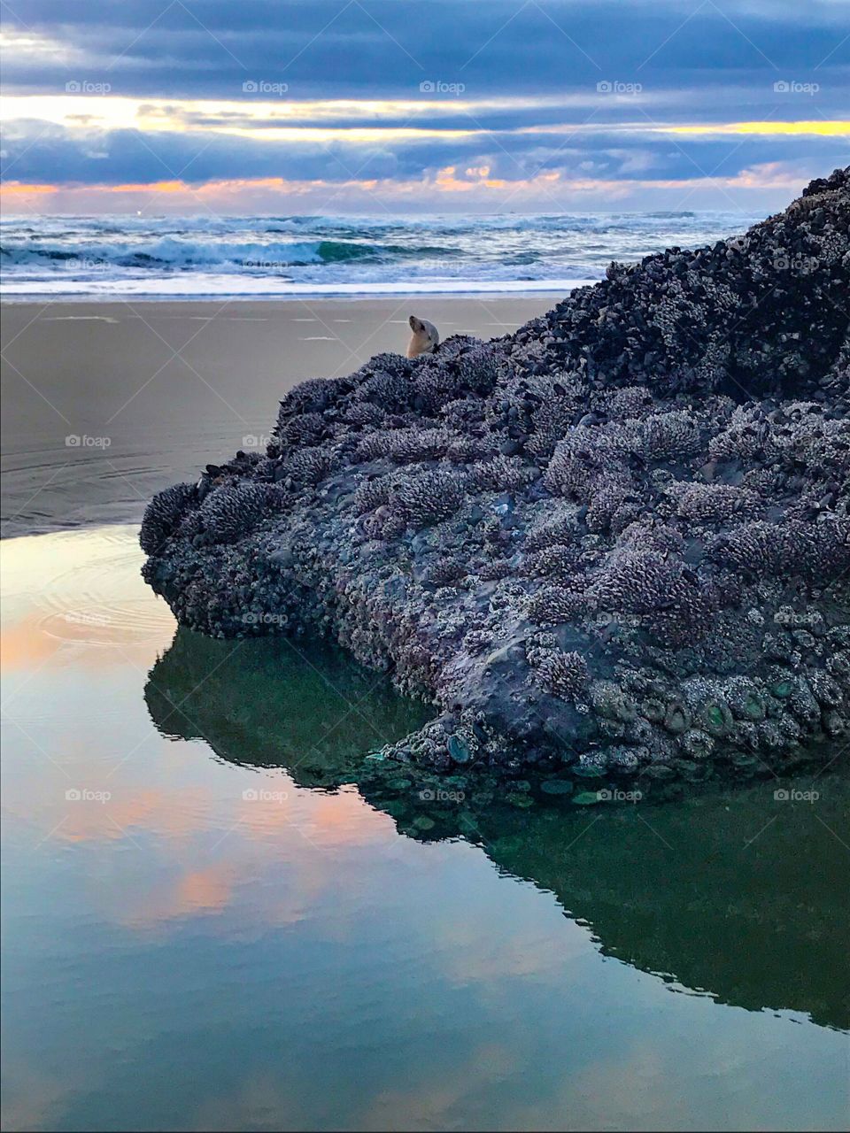 “Sunset Loving Sea Lion 1” A sea lion basks in the light of the colorful sunset sky.
