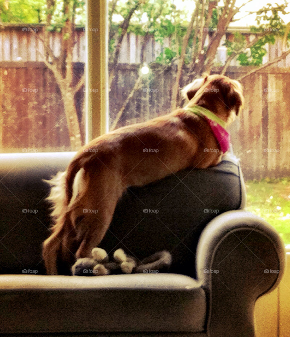 Golden puppy looking out window