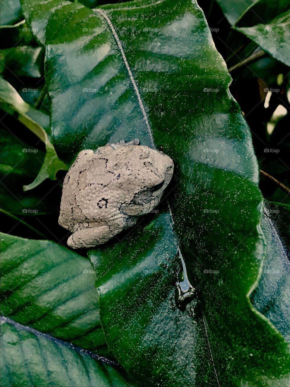Sleeping Tree Frog