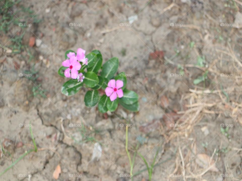 Mardagascar Periwinkle flower