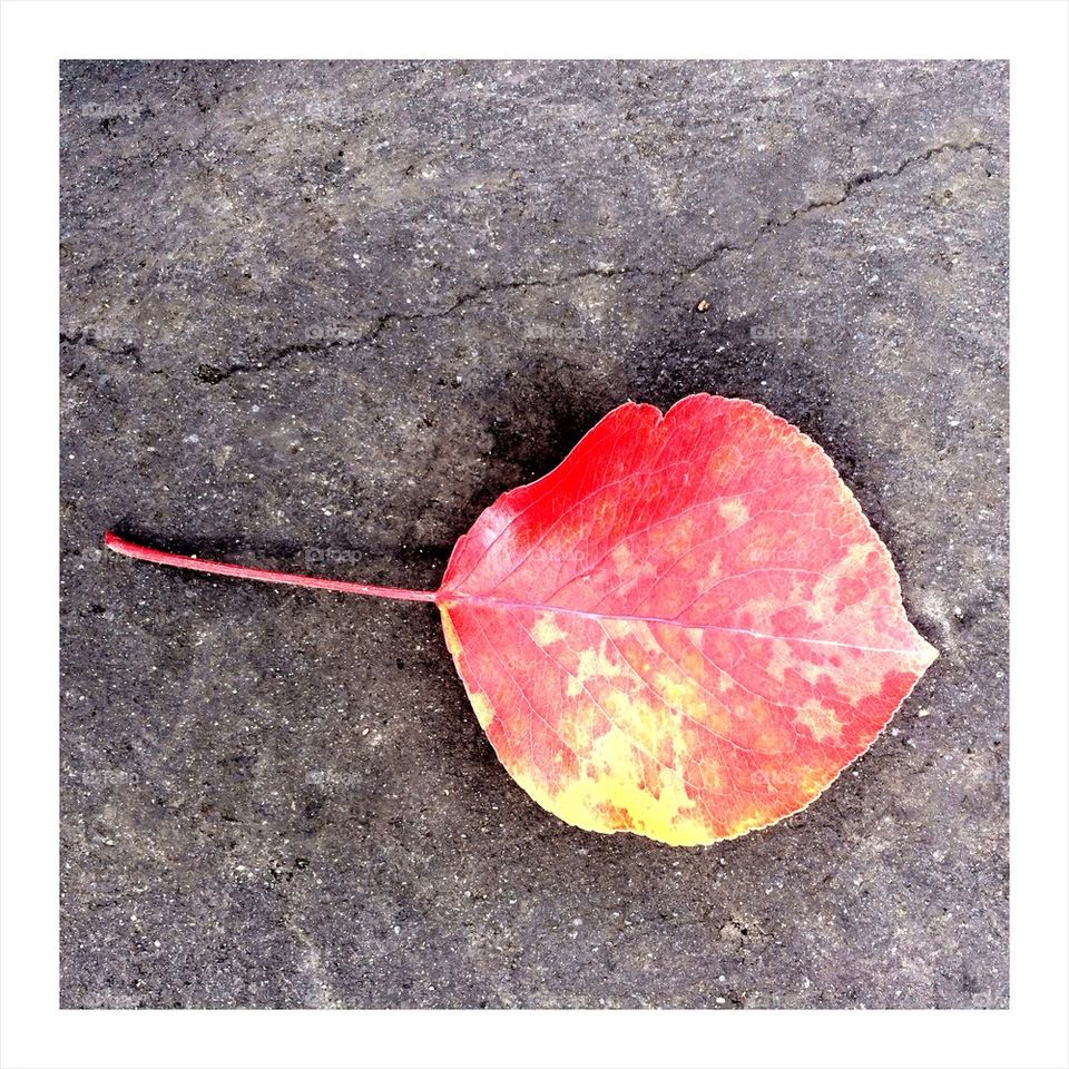 Red leaf on ground