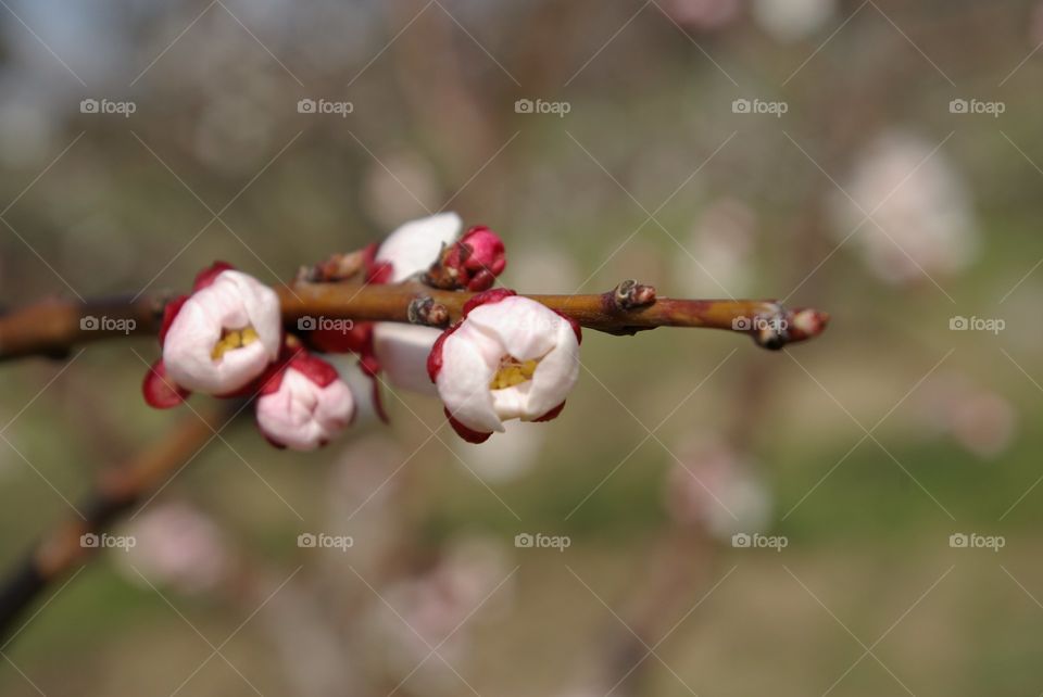 Peach bloom