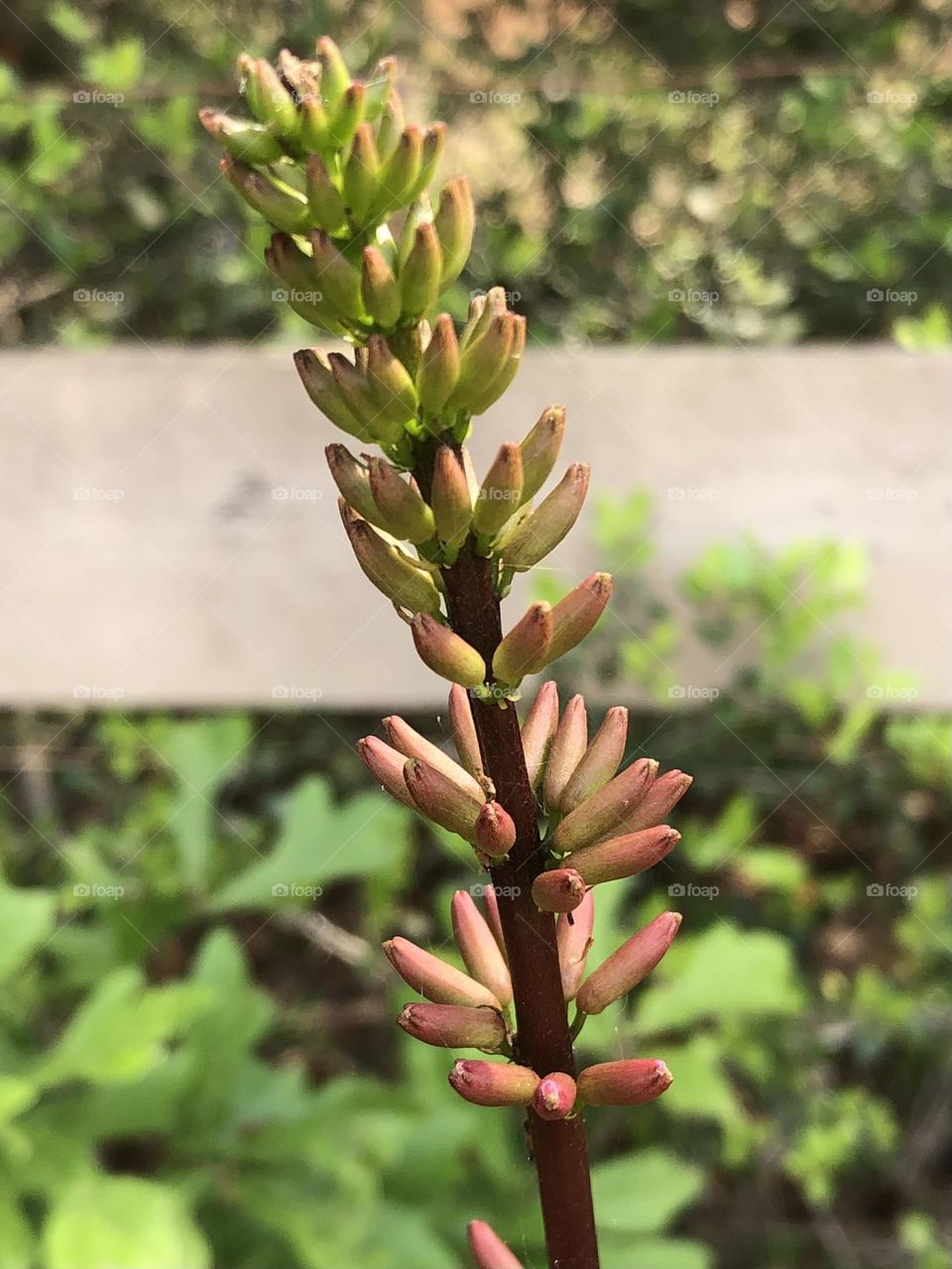 New buds getting ready to bloom by the front gate - they will be red!! ❤️