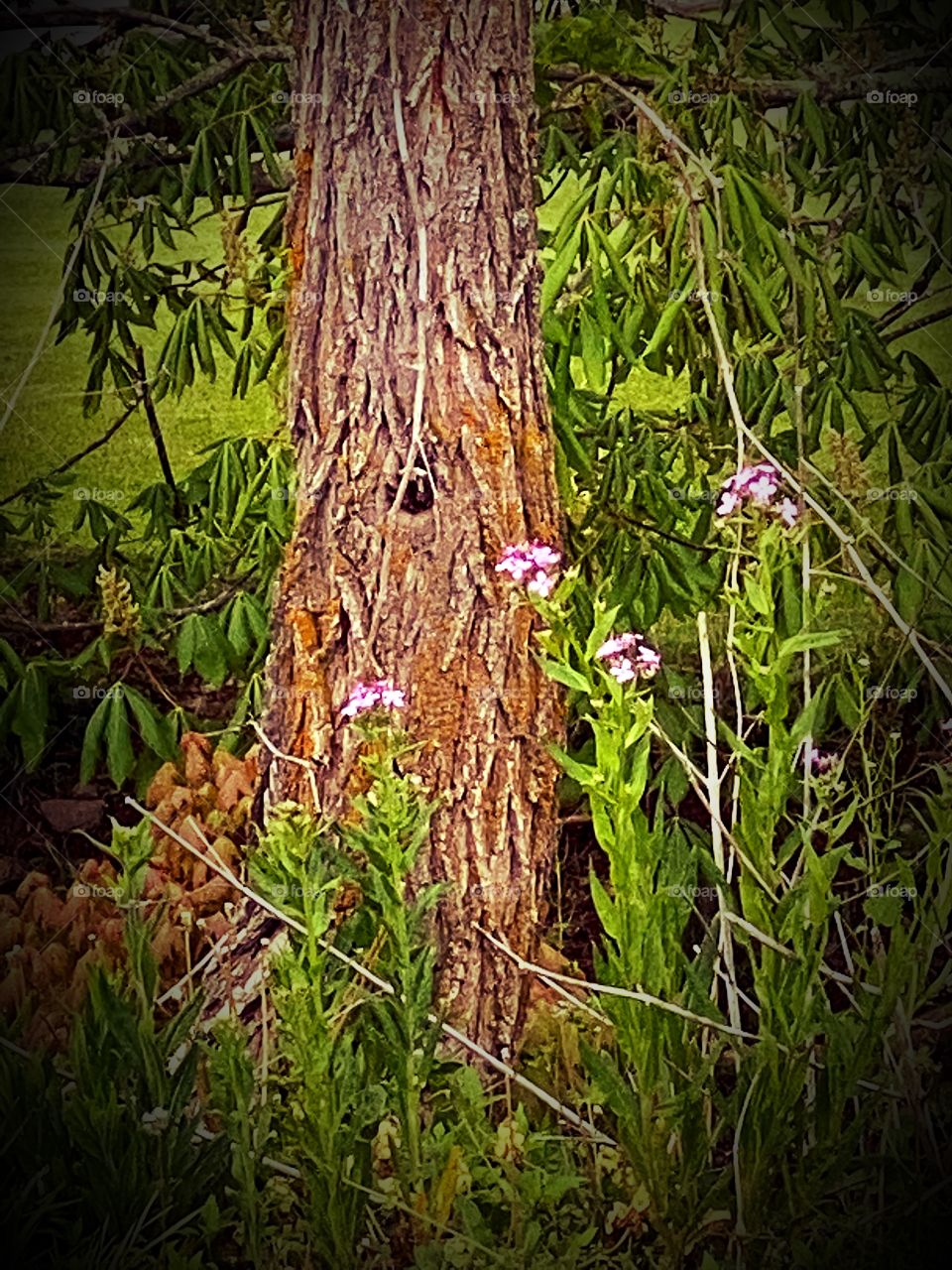 Knothole in tree..where the fairy’s live 