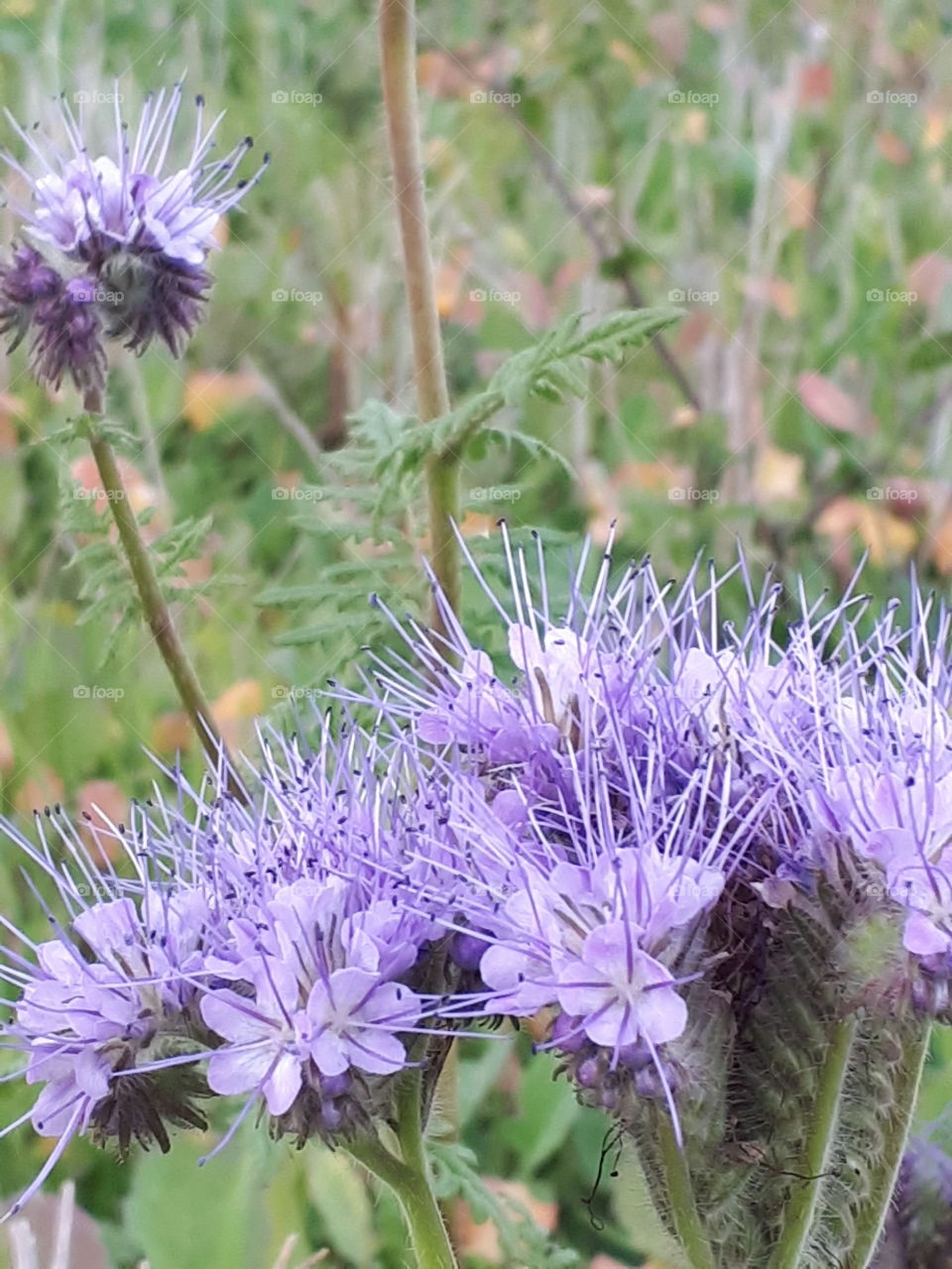 Spiky Purple Flower