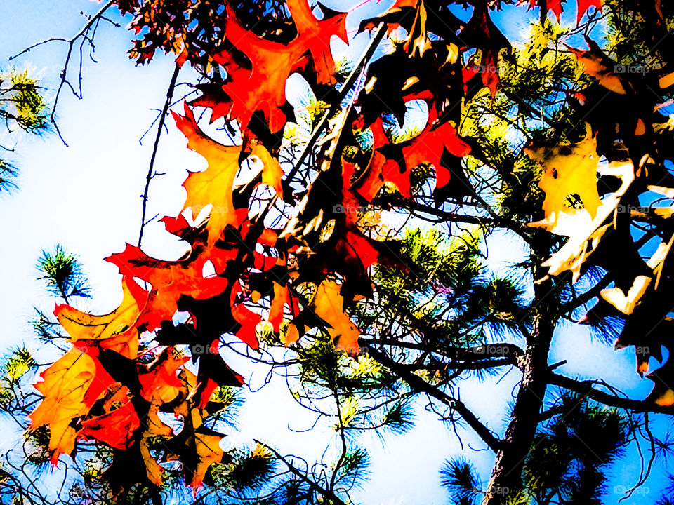Leaves of a Fiery Autumn