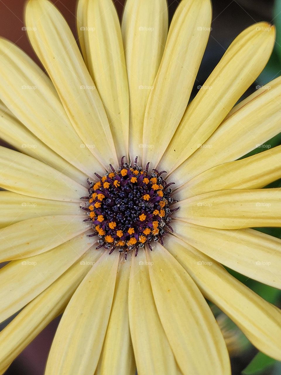 In spring, a kaleidoscope of colors comes alive. A profusion of flowers in every shade—crimson tulips, lavender hyacinths, and snow-white magnolias—transform the landscape into a breathtakingly vivid masterpiece.