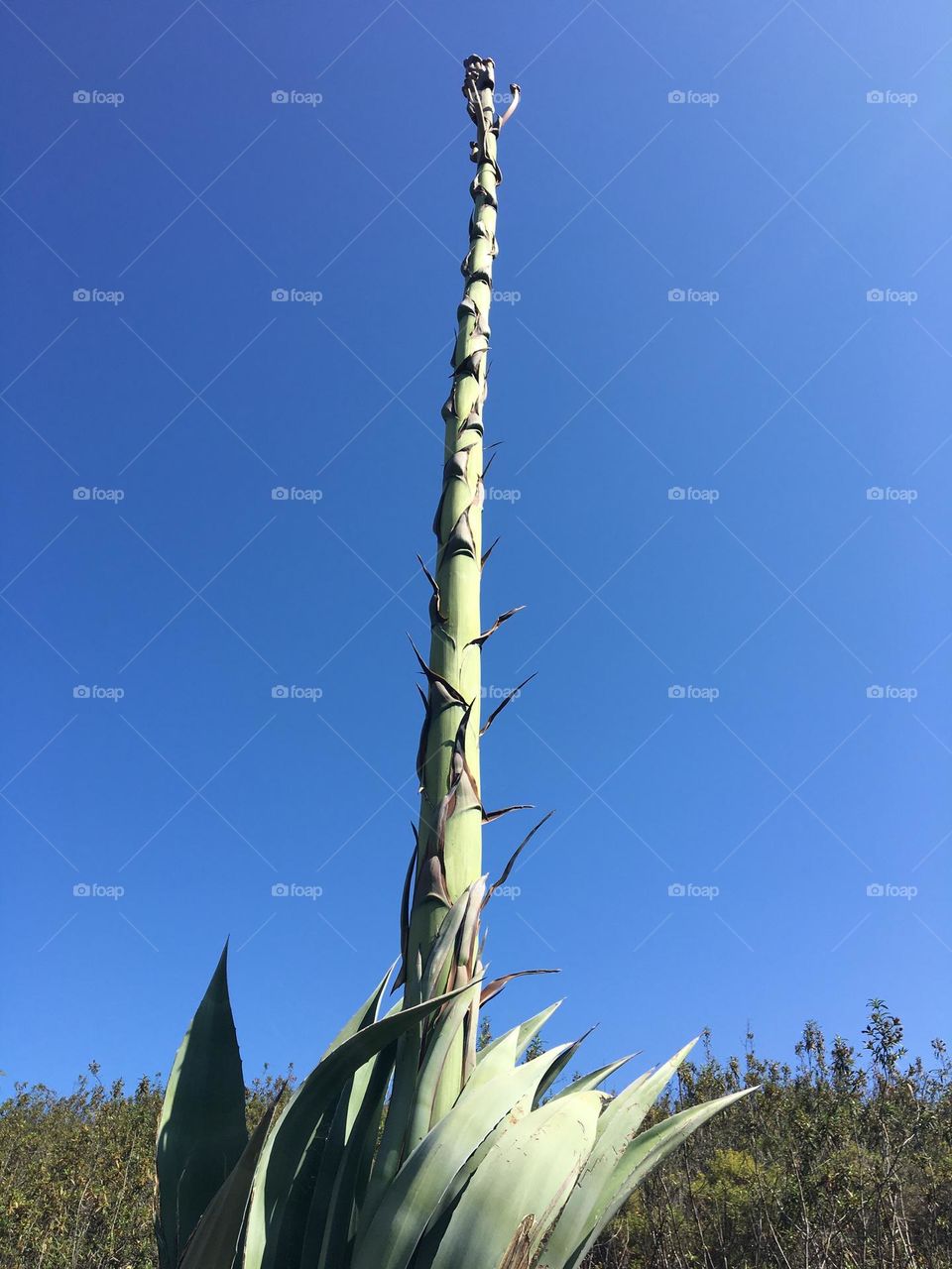 So long stem for future flower of Agave Americana 