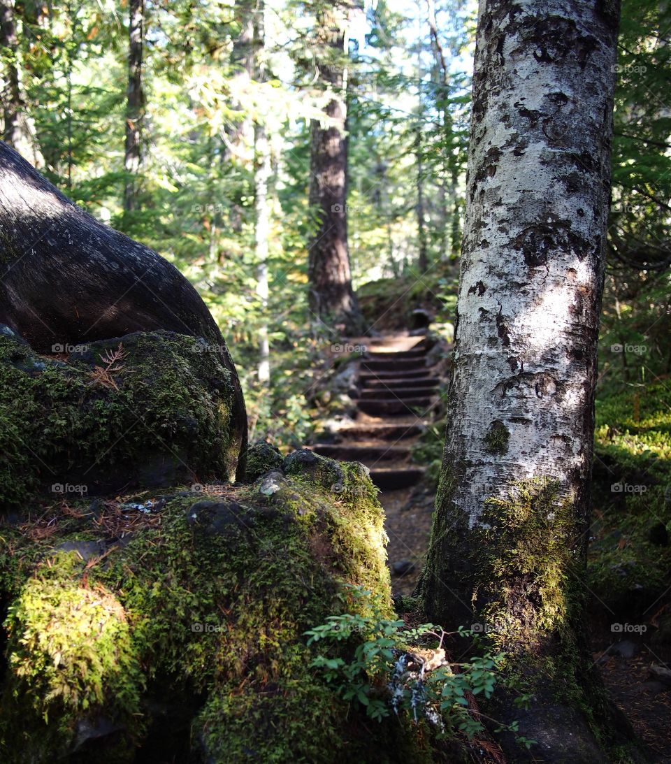 Stairs on the McKenzie River Trail in Western Oregon viewed through a tree trunk and giant boulder on a sunny fall morning. 