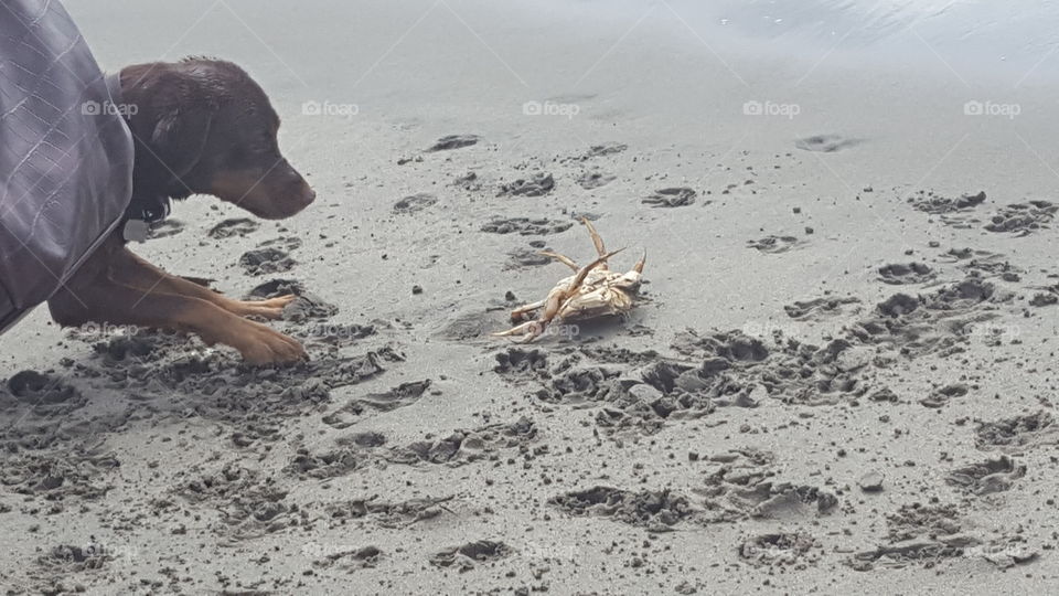 Dog meets crab for the first time