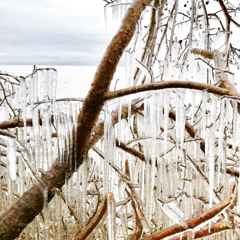 Icicles hanging from tree branches by Lake Michigan 