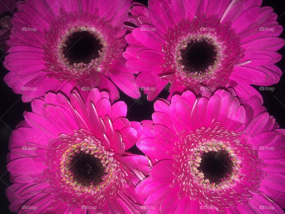 Hot pink Germini flowers