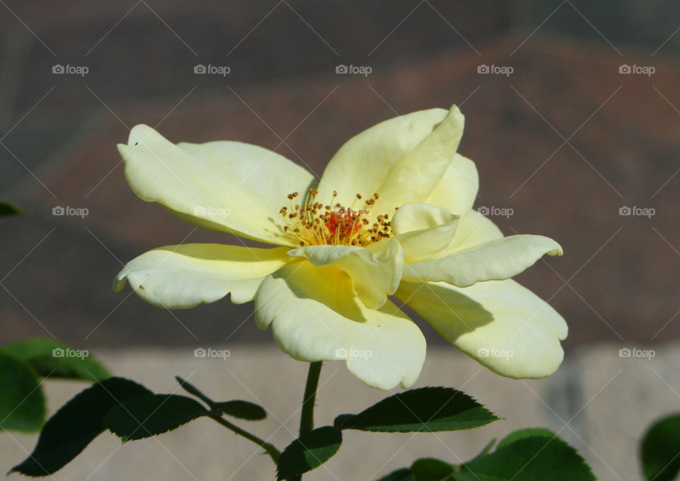 Soft Yellow Floral