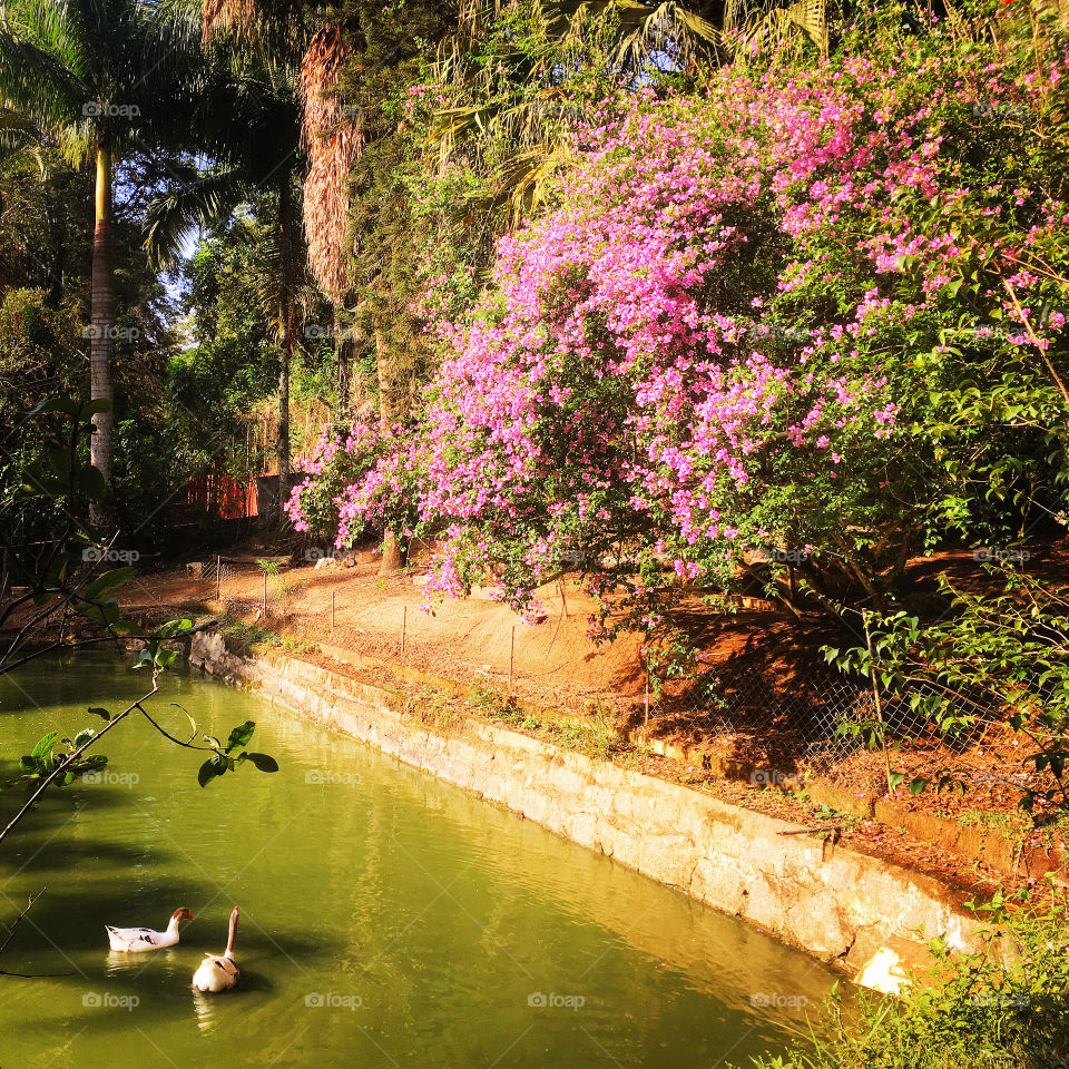 Entardecendo com a beleza das flores! Aqui, as primaveras roxas da casa da minha sogra.
O que os gansos no lago estão olhando? Contemplando as cores ou procurando algo?