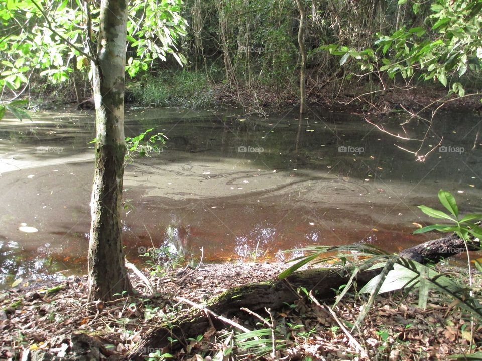 Swamp in mid jungle of belize