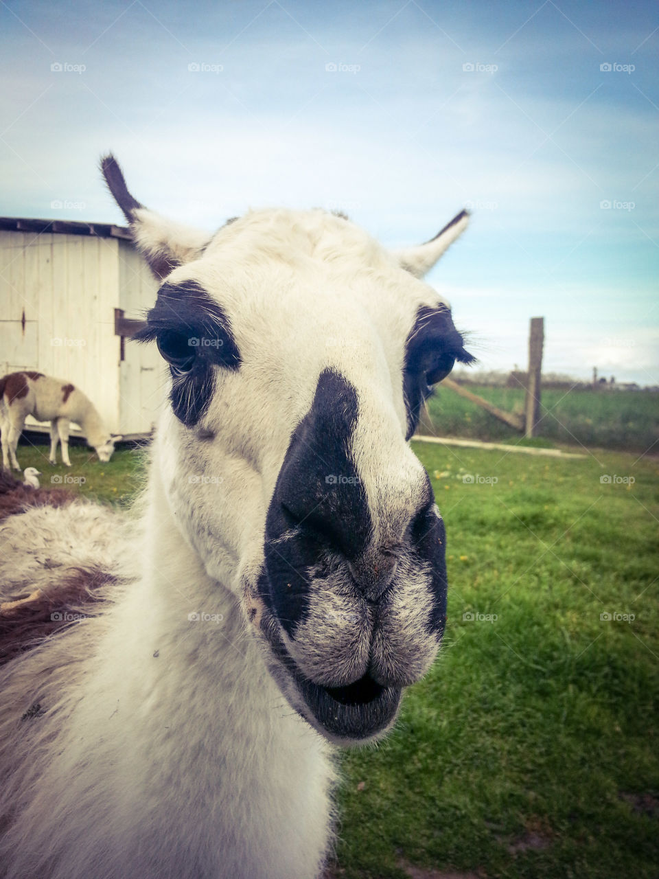 Llama selfie. hungry Llama trades self for bread crusts