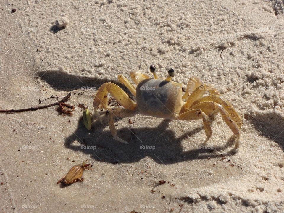 Closeup of a crab on the sand at the beach 